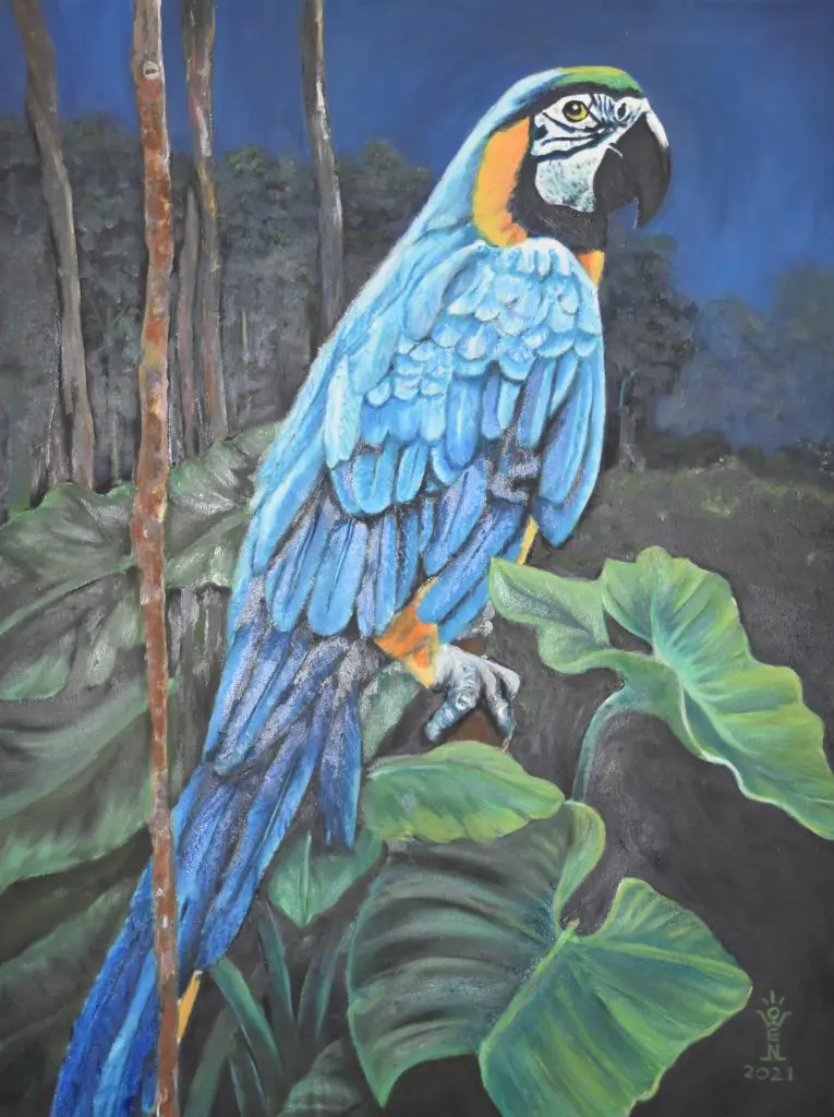 Macaw by Owen Scipio