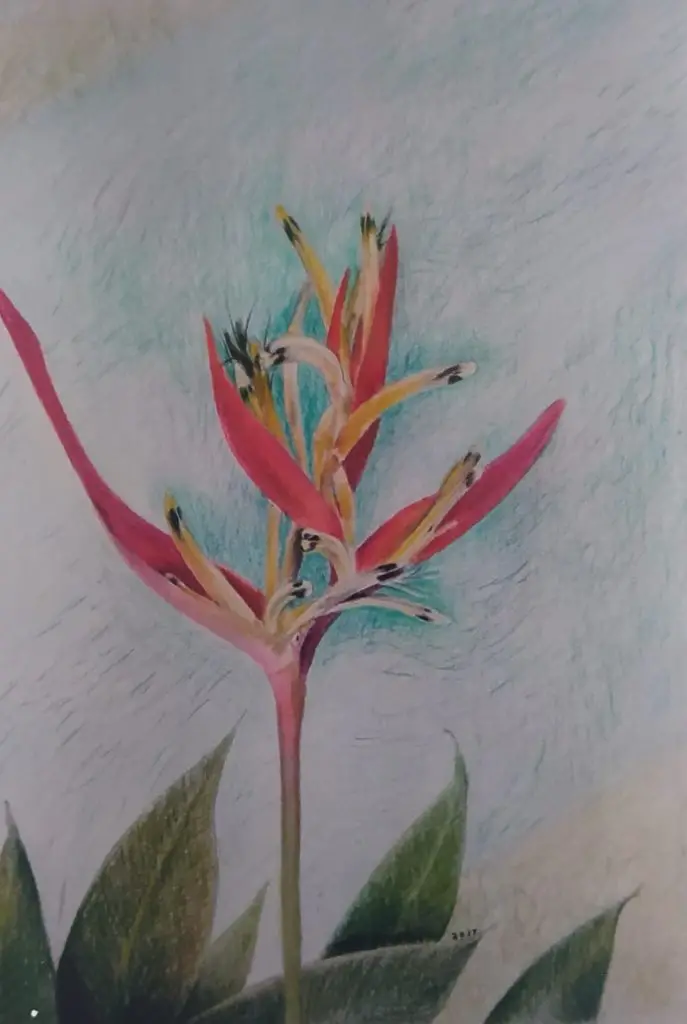 Heliconia by Tara Bentinck