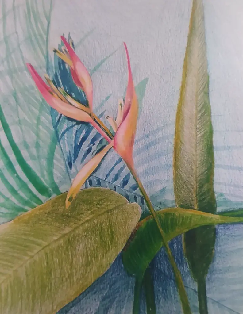 Heliconia study by Tara Bentinck