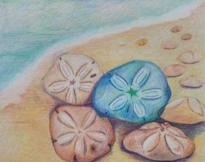 Sand Dollars