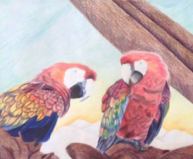 Scarlet Macaws