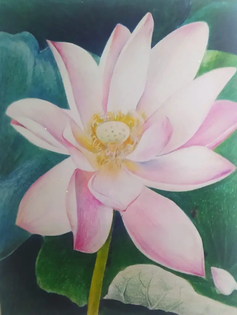 Water Lily by Tara Bentinck