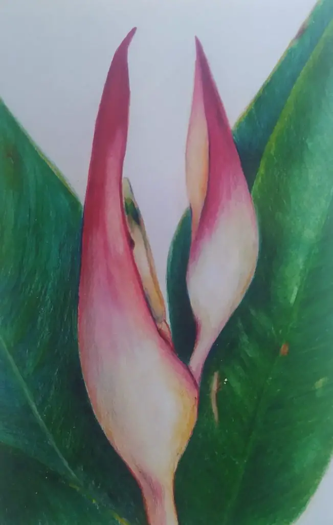 Heliconia by Tara Bentinck