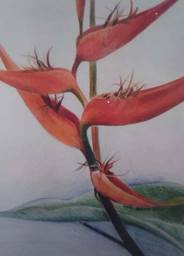 heliconia by tara Bentinck