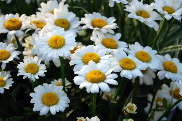 Daisy Flower