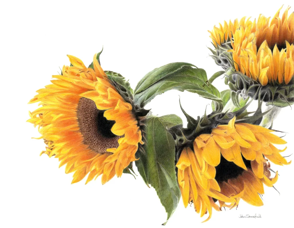 Four Sunflowers by John Stansfield