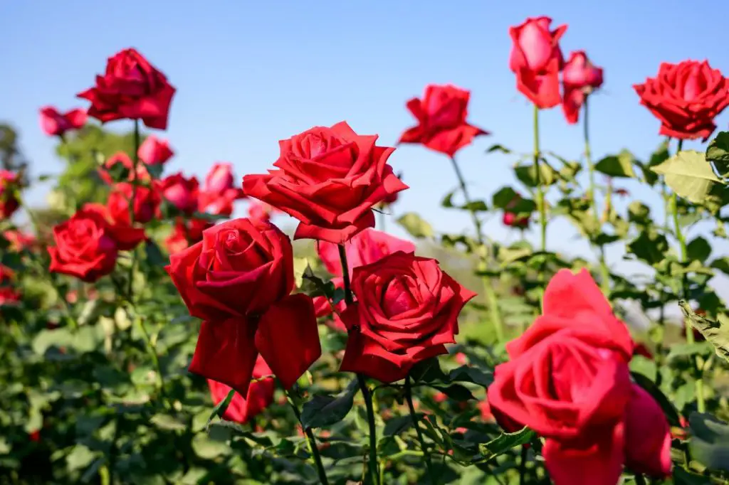 Unique Roses