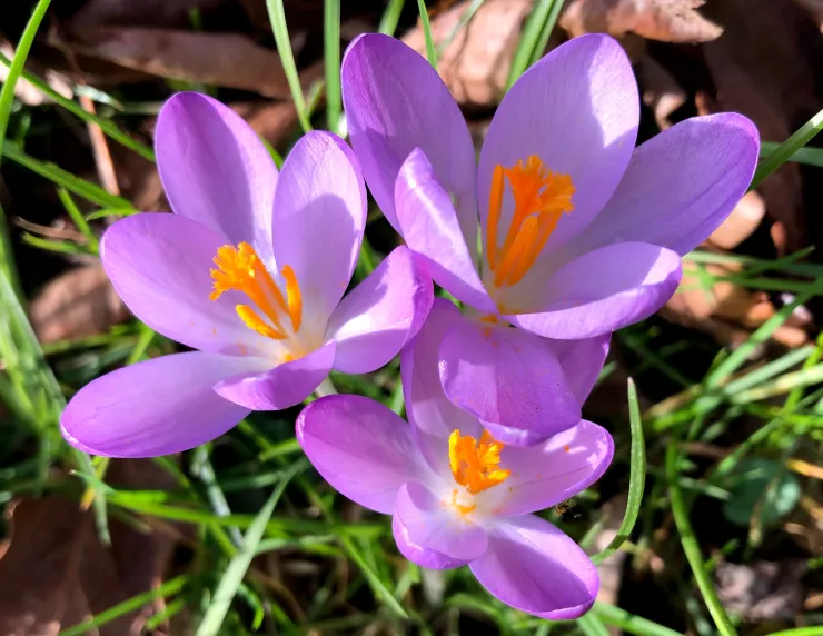 Crocus Purple Flower